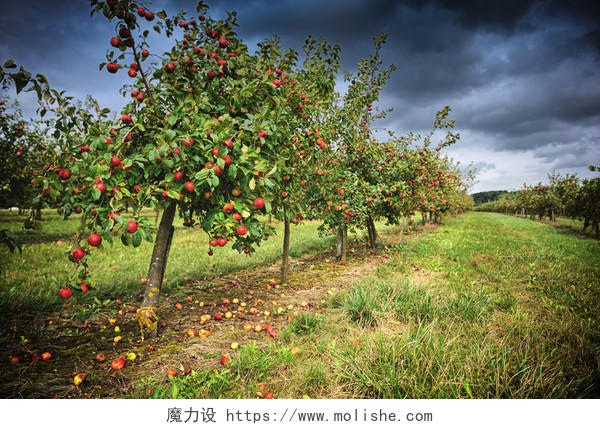 阴天苹果园场景